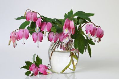 Lupine - robuste tuttofare per il giardino