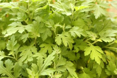 La giusta posizione per i lupini