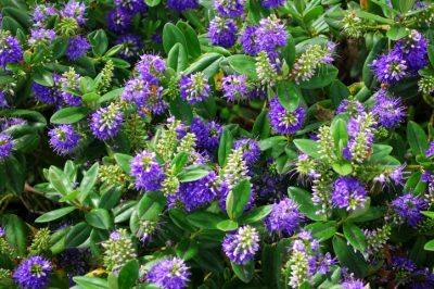 L'occhio di ragazza come perenne da giardino: resistente o no?
