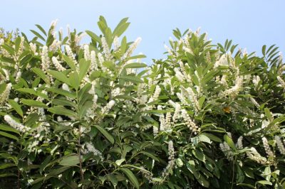 La propagazione dell'altea - come ottenere più piante