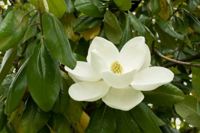 Le foglie della magnolia indicano la salute della pianta