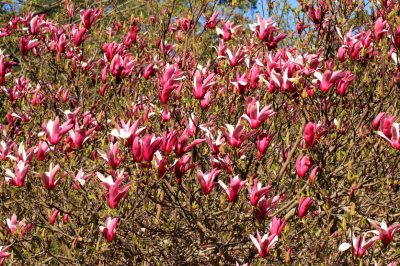 Diverse specie di magnolia hanno diversi tempi di fioritura