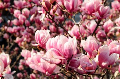 Le magnolie raggiungono spesso un'altezza considerevole