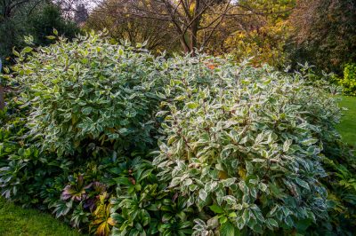 La magnolia è adatta a una siepe profumata?