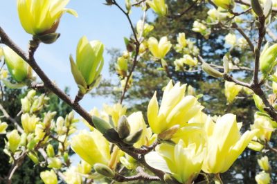 Dal piccolo arbusto all'albero imponente - L'altezza delle diverse magnolie varia