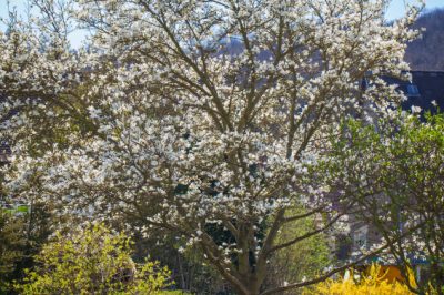 Magnolia - elevarla ad albero come un alto tronco