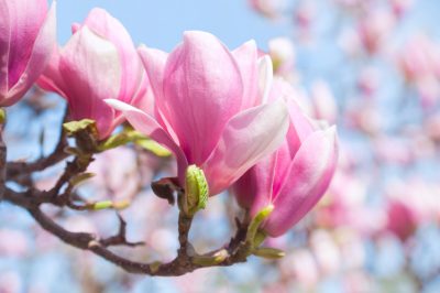 Curare correttamente le magnolie
