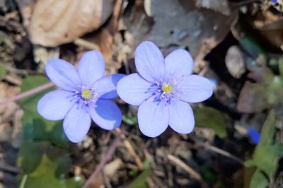 Cosa fare?, La magnolia non fiorisce