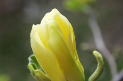 Fertilizzare la magnolia