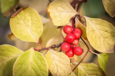 Cosa fare?, La magnolia ha foglie gialle