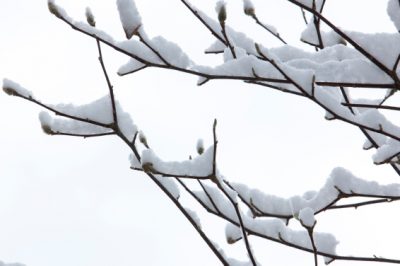 Proteggere le magnolie dal gelo in inverno