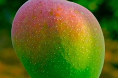 L'affascinante mondo delle varietà di mango