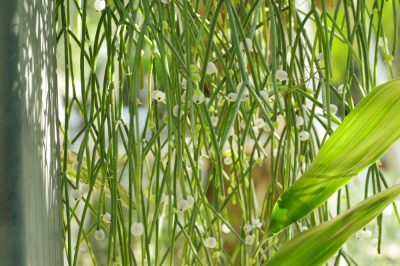 Maranta: Caratteristiche e Cura