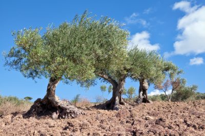 Mulberry: queste malattie lo colpiscono