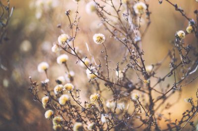 Le talpe in giardino e come liberarsene