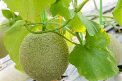 L'origine del melone