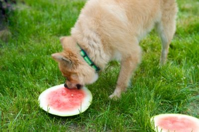 Melone per cani - tollerabile o no?