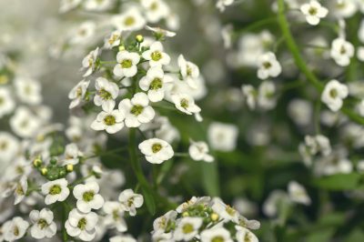 La mimosa è difficile da coltivare come bonsai