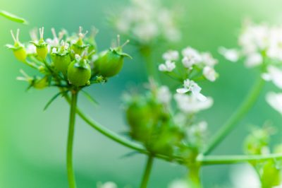L'arte di innaffiare correttamente una mimosa