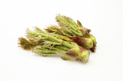 La Mimosa non è facile da svernare