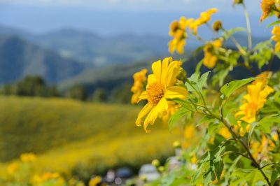 Qual è l'origine delle specie di menta?