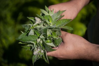 Lotta alla peronospora della menta con mezzi naturali