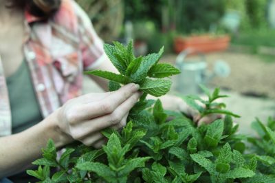 Tagliare correttamente la menta - tenere la crescita sotto controllo