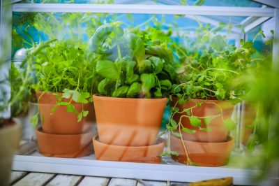 La cura del mezzogiorno: Cose da sapere sulla cura del genere Delosperma