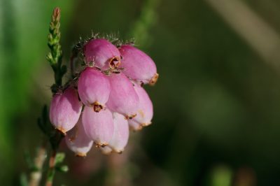 Quando fiorisce il papavero?