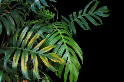 La frutta Monstera decora e gusta