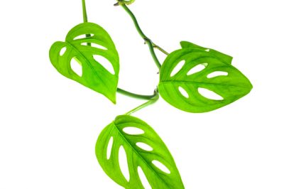 Questa cura dice alla tua monstera tutto sulla foglia di finestra