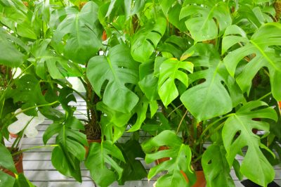 Quale aiuto per l'arrampicata è adatto alla Monstera?