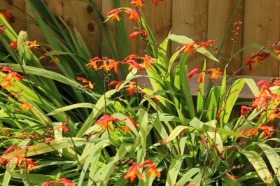 Quando fioriscono le Montbretias?