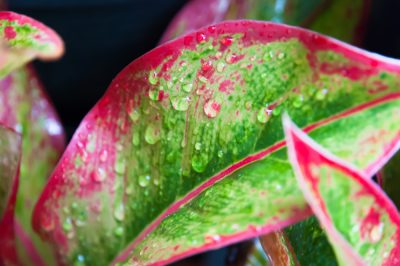 Quando e come potare una rosa muscosa?
