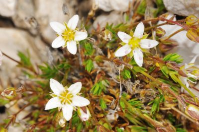 La sassifraga muscosa: resistente o bisognosa di protezione?