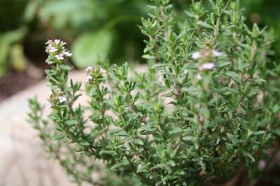 La cura ottimale del cipresso a conchiglia