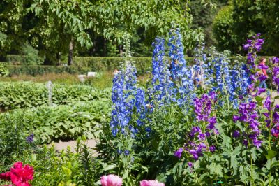 Night Primrose: Direct Sowing in Summer