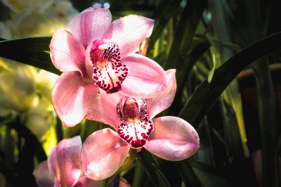 Night Primrose - Splendidi fiori con poca cura