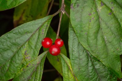 Quando i narcisi smettono di fiorire - Cosa c'è dietro?