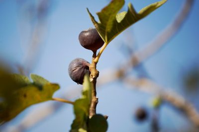 La malattia dell'arricciatura dell'albero di nettarina