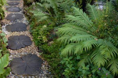 Garofani - piante grate e facili da curare per il balcone