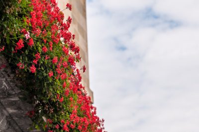 Molti garofani hanno lunghi periodi di fioritura