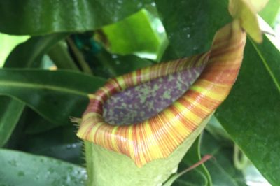 La corretta cura di Nepenthes alata