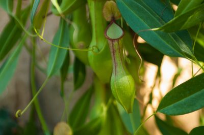 La cura degli ibridi di Nepenthes (piante brocca)