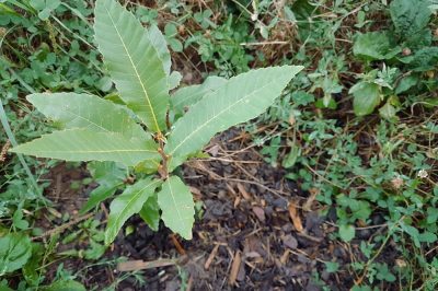 Quale substrato è adatto alle Nepenthes (piante lanciatrici)?