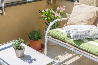 Oleandro - pianta perfetta per il balcone soleggiato