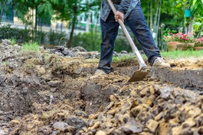 Frutti dell'oleandro - tagliarli o lasciarli maturare?