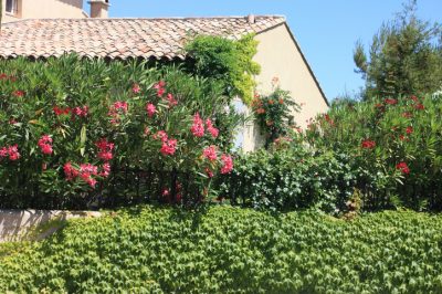 L'oleandro in giardino preferisce una posizione soleggiata