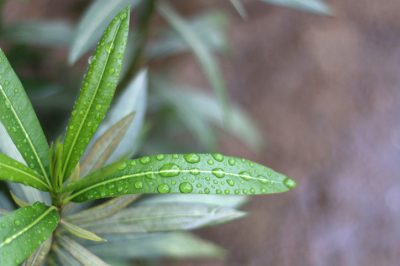 L'oleandro non fiorisce! Come far fiorire la pianta, Aiuto