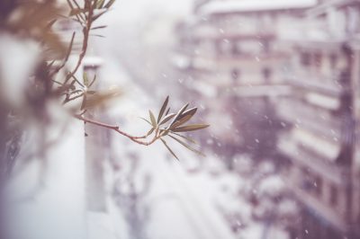 L'oleandro resiste meglio al gelo durante l'inverno